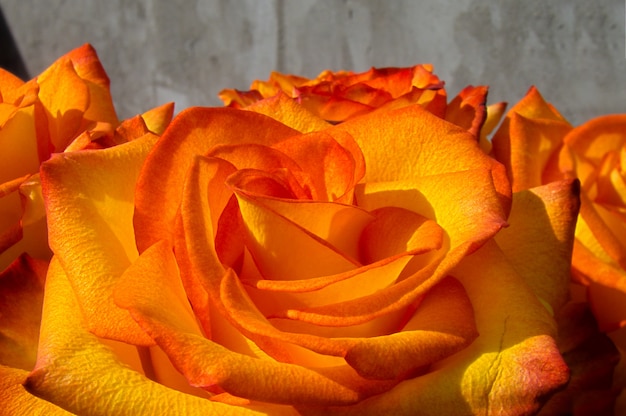 Orange roses