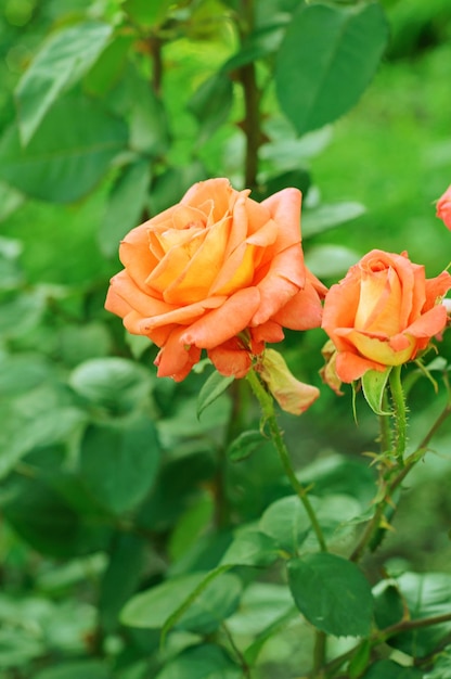 Orange roses