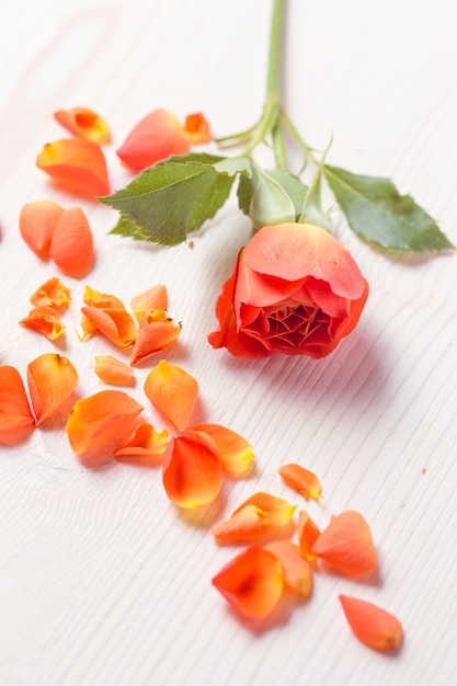 Orange roses