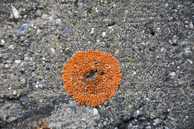 Photo orange round lichen on a sandstone