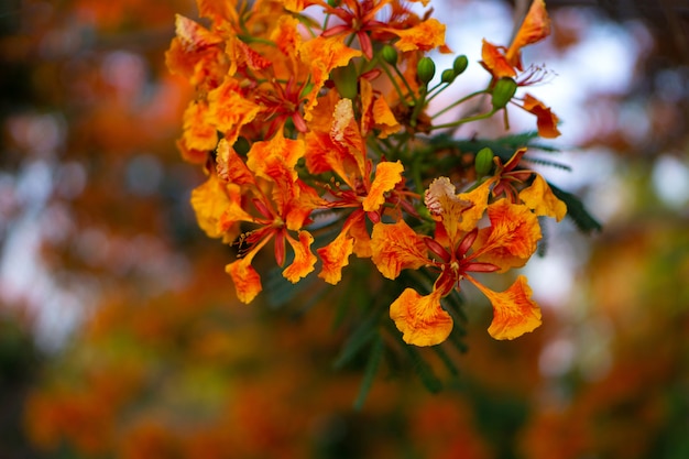 Blured 배경에서 오렌지 로얄 Poinciana