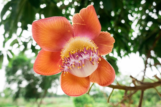 Foto i fiori di orange sal stanno sbocciando.