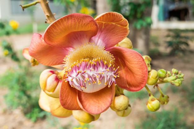 Orange Sal flowers are blooming.