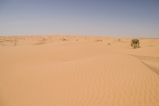 orange sand dunes in the sahara desert