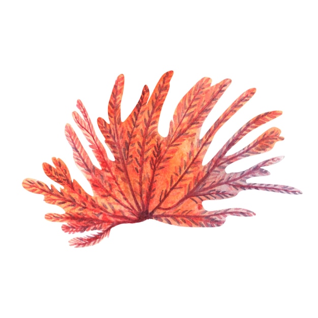 Orange sea coral isolated on a white background Watercolor illustration of an underwater plant