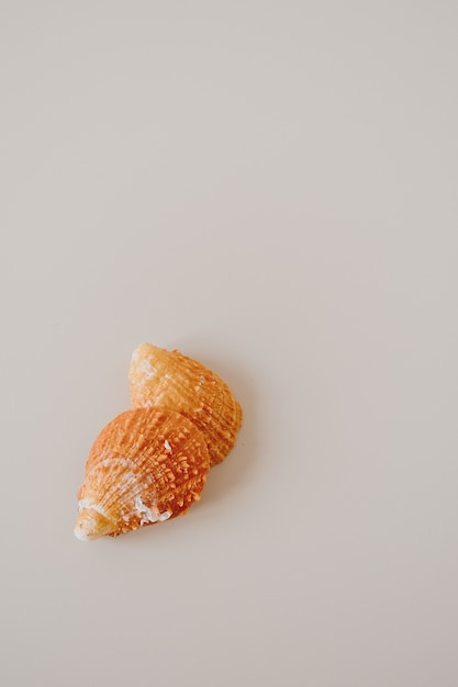 Orange seashell on neutral beige