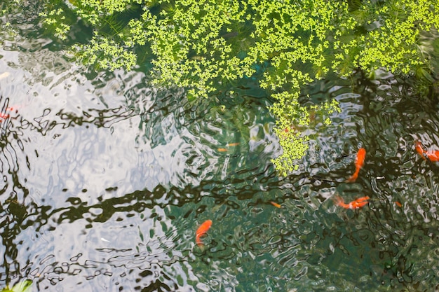 Orange small fishes in water on top view.