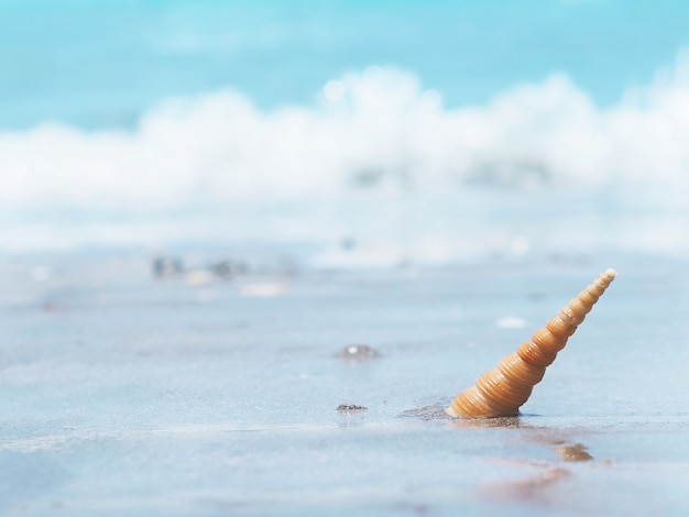 Orange small seashell on the seashore. 