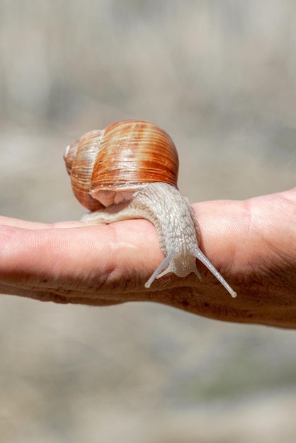 Orange snail with a protruding head on a male hand