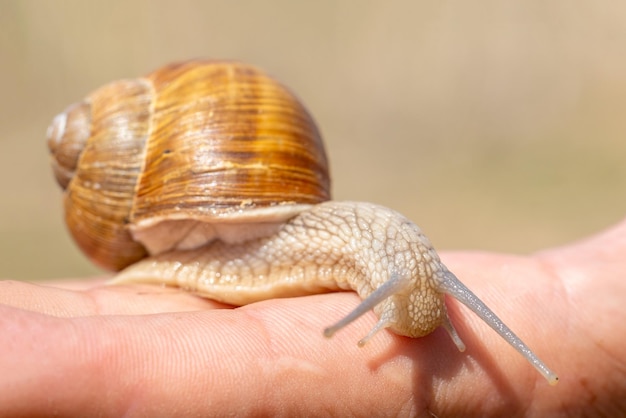 Orange snail with a protruding head on a male hand