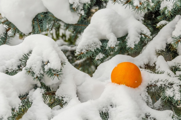 An orange in the snow on a pine branch in winter.