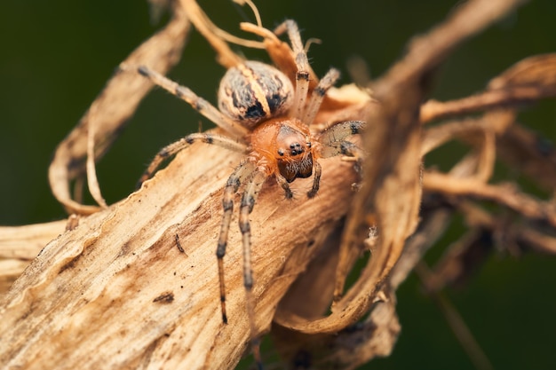 Orange spider in its profile habitat