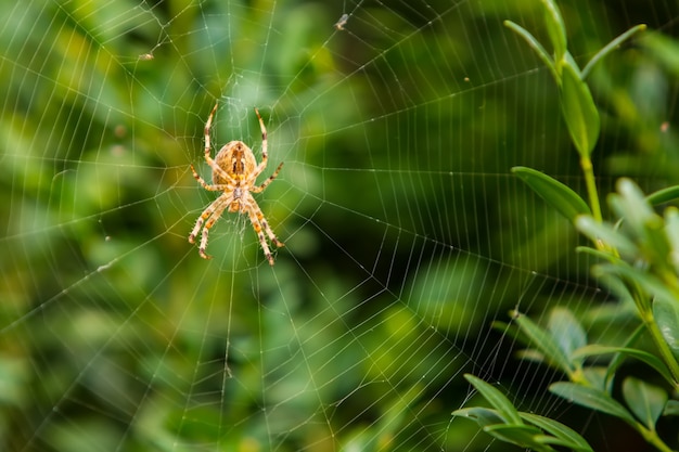 写真 緑の茂みに対してウェブ上のオレンジ色のクモ