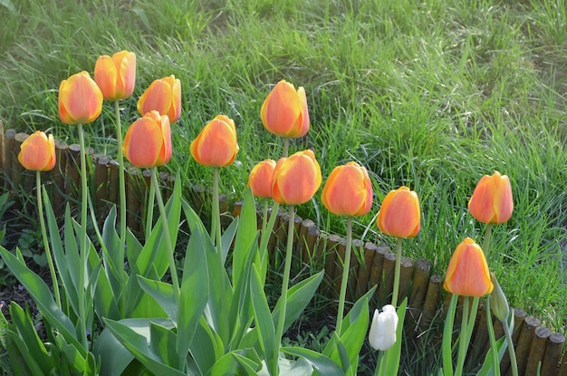 Orange spring tulips