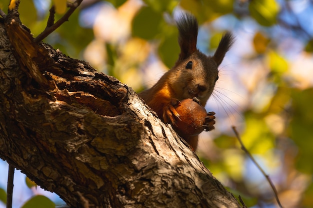 Orange Squirrel Eating Apple