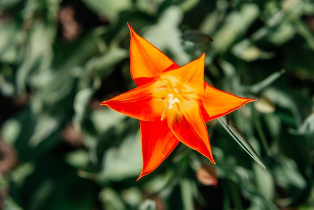 Orange star tulip in the garden top view