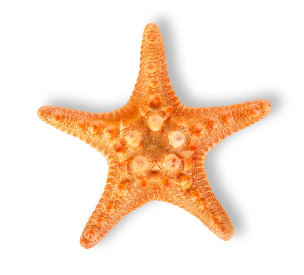 Photo orange starfish isolated on a white background