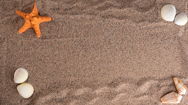 Orange starfish and seashells lie on the coarse sand, top view. Copy space.