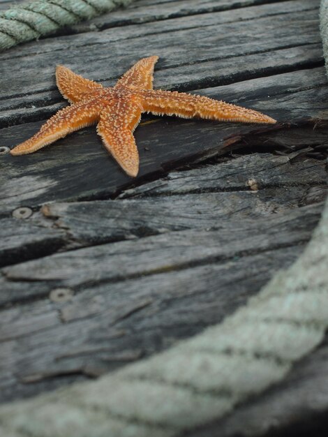 Foto stella di mare arancione sul legno