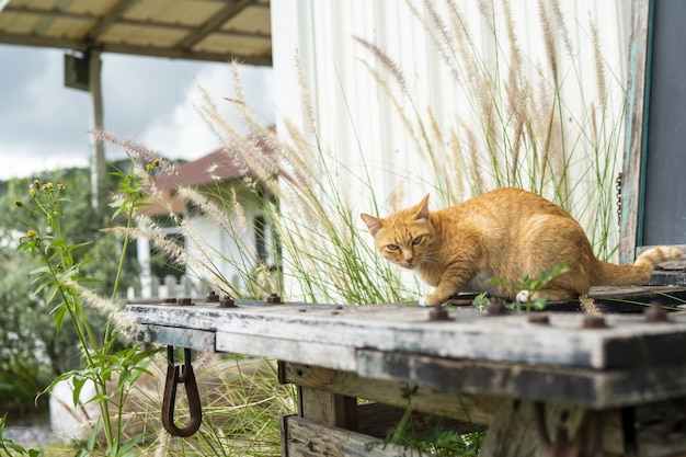 オレンジ色の野良猫は人々に畏敬の念を抱いています。