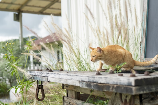 Foto gatto randagio arancione è in soggezione delle persone.