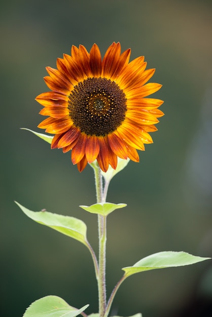 Orange Sunflower