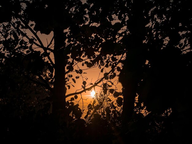 Orange sunrise through the branches of trees in the fog