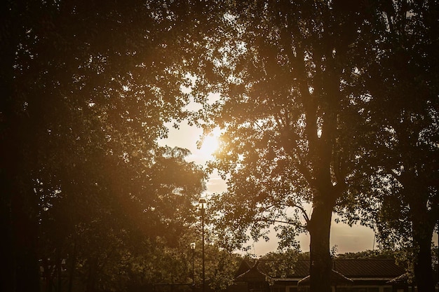 Foto tramonto arancione tra gli alberi del parco