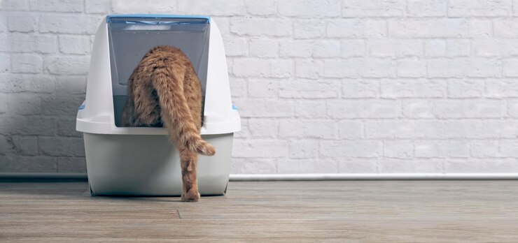 Что может повлиять на частоту посещения котенком туалета?