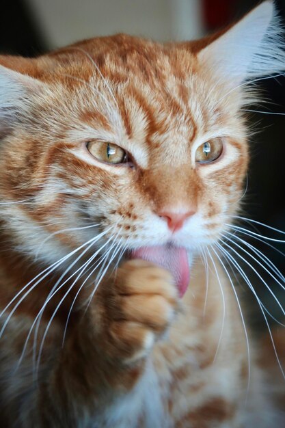 Photo orange tabby cat