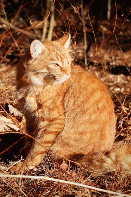 写真 オレンジ色のタビー猫