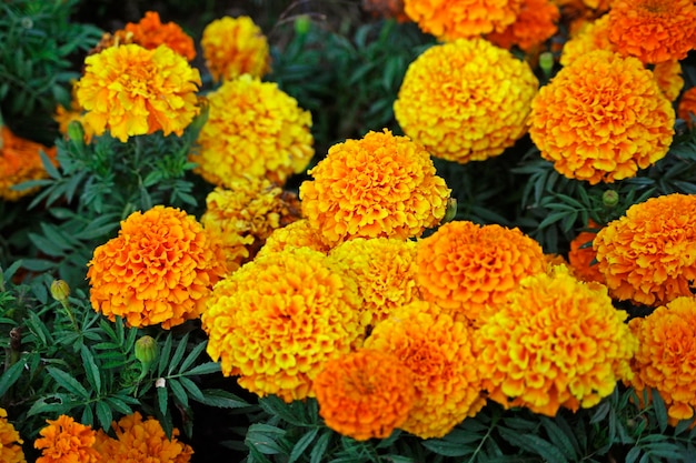 Orange tagetes