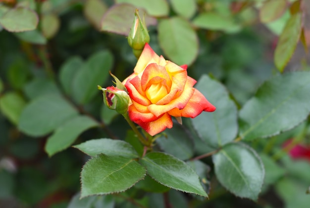 orange tea rose with leaves