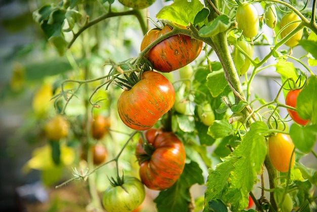 orange tomato growing on a branch in a greenhouse. striped chocolate variety of tomatoes.