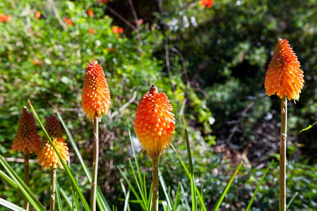 Photo orange torch lilies