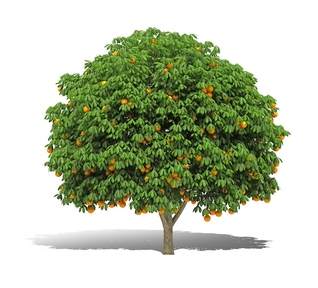 Orange Tree 3D rendering