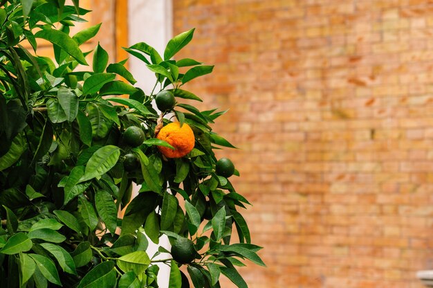 Orange tree branch and brick wall