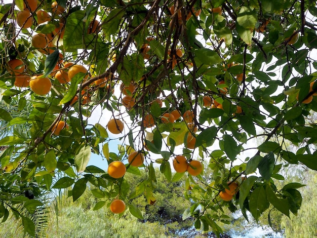 Orange tree branches with ripe oranges and green leaves plant\
background