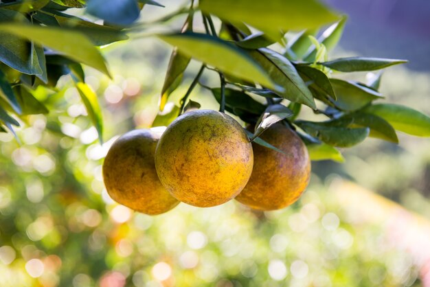 Photo orange tree, fresh fruit in the farm