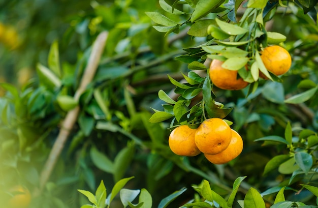 정원에서 오렌지 나무 과일의 농장