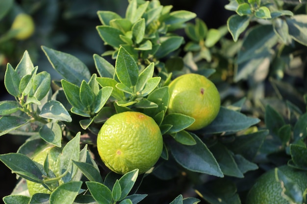 Photo orange tree in garden