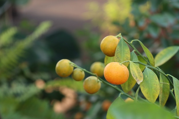 Orange tree in garden