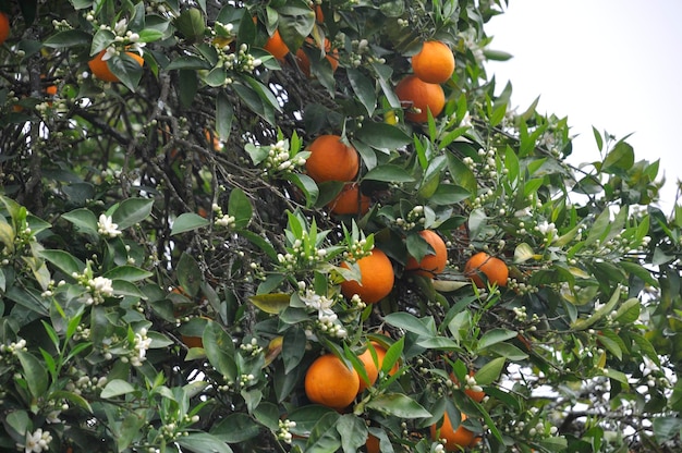포르투갈의 Douro 근처 오렌지 나무