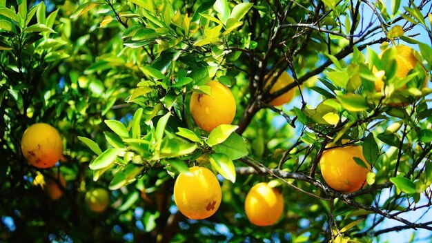 みかんの木 みかん クローズアップ かんきつ類 深緑 葉 背景 空 野生 みかん