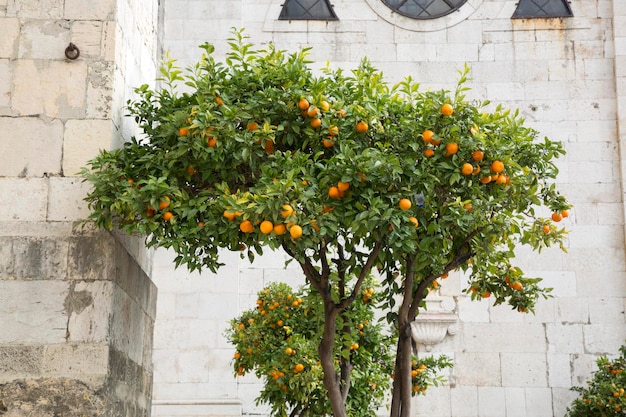 Orange Tree outside Cathedral in Lisbon, Portugal