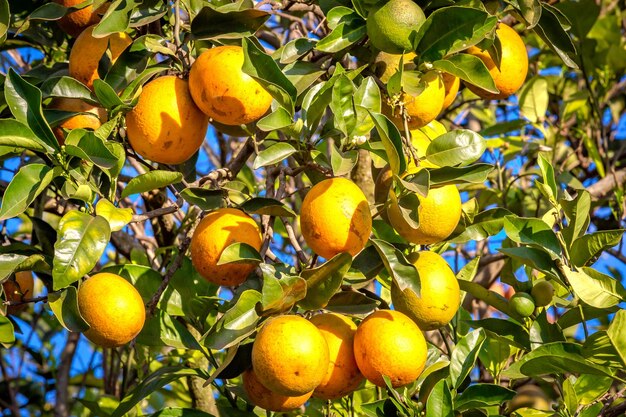 Orange tree plantation in a sunny day Brazils countrysie