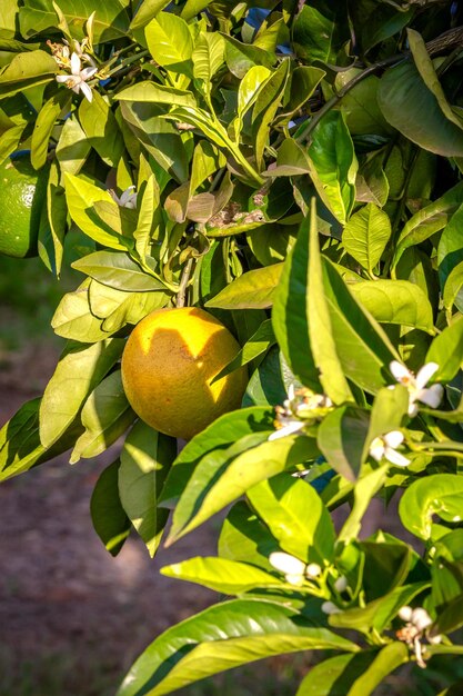 Photo orange tree plantation in a sunny day brazils countrysie