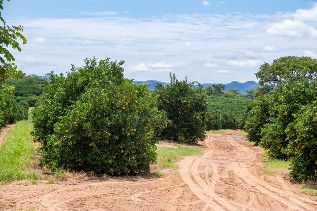 Orange tree plantation with ripe fruits