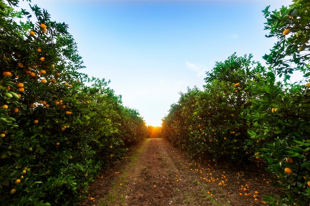 Photo orange tree plantation