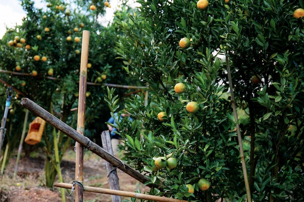 Апельсин на дереве Таиланда.